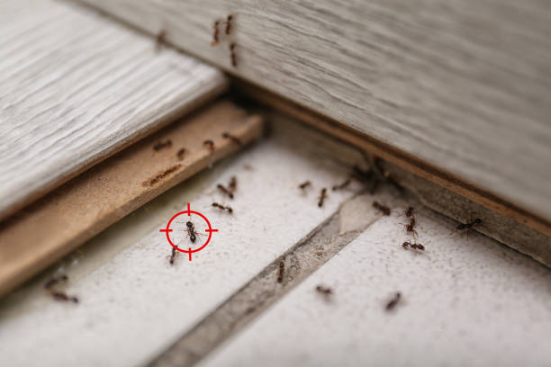 Best Best Pest Control Companies  in Milford Mill, MD