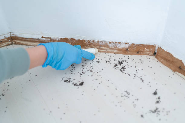 Best Affordable Pest Control Services  in Milford Mill, MD